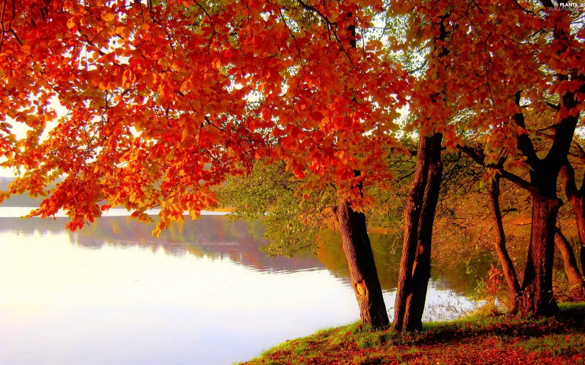 viewes, autumn, color, trees, lake