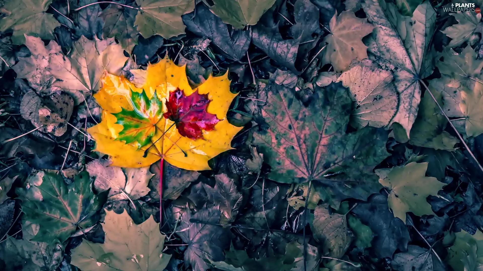 color, maple, Leaf, Autumn