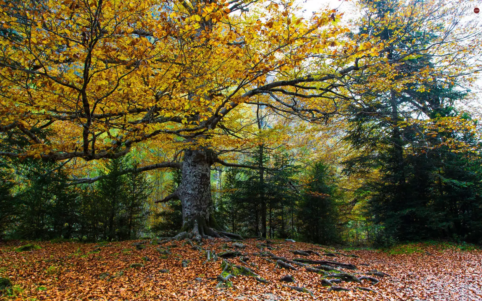 trees, forest, Leaf, autumn, viewes, color