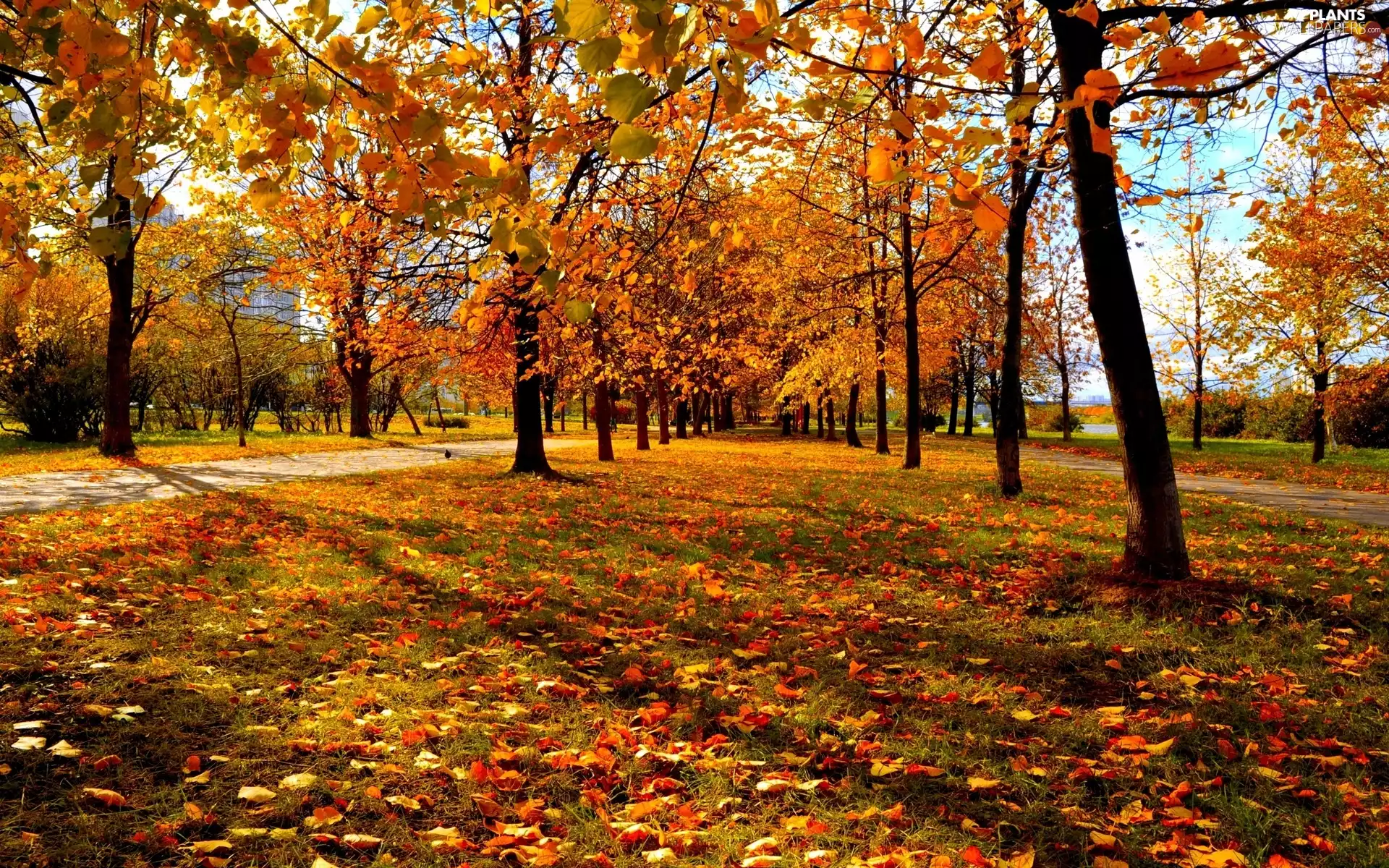 trees, Park, Leaf, autumn, viewes, color