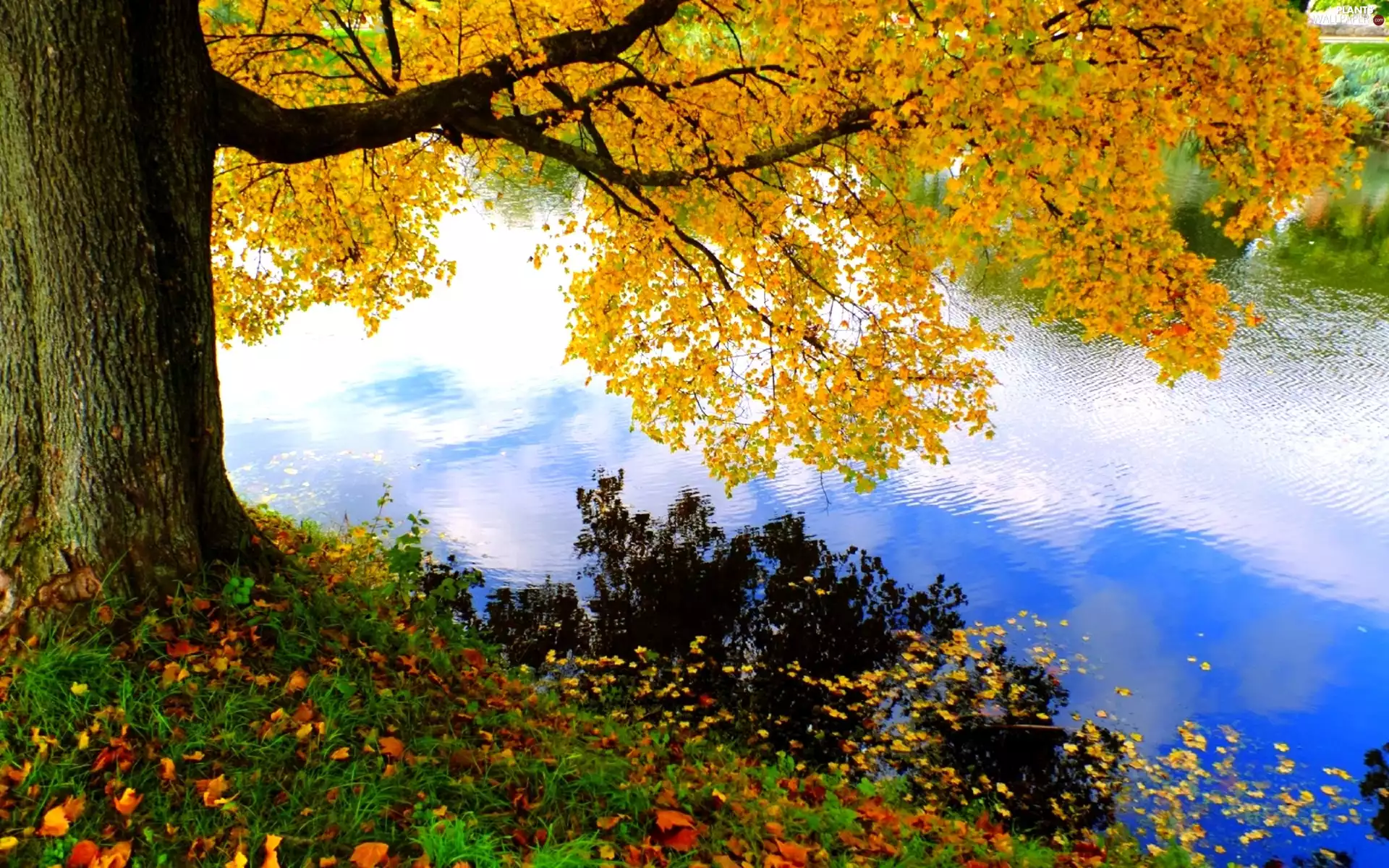 trees, River, Leaf, autumn, viewes, color