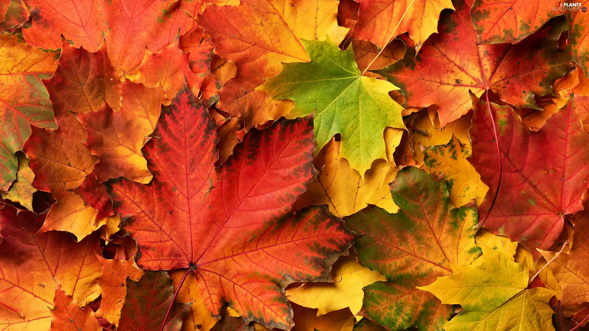 color, Leaf, maple, Autumn