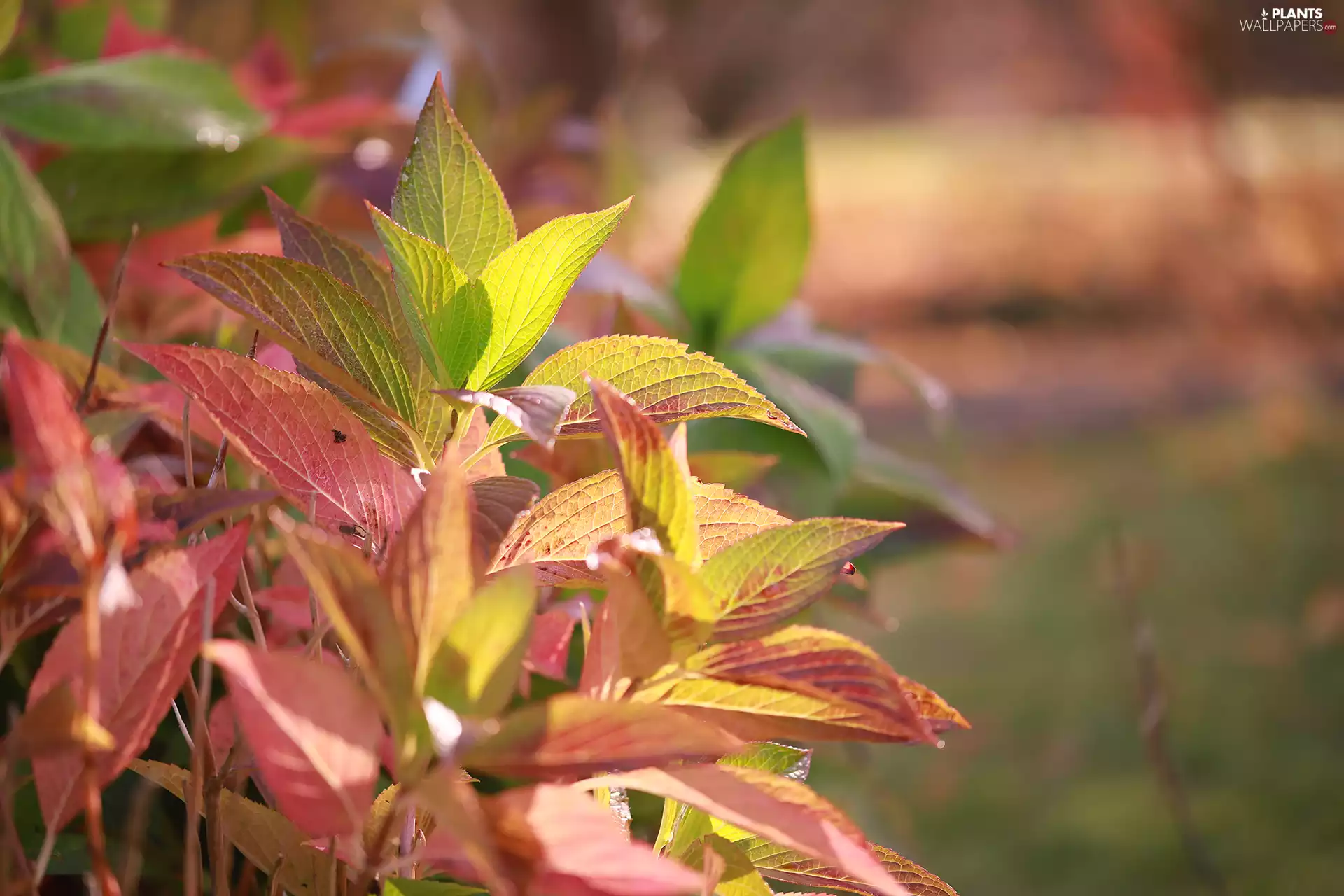 color, Leaf, plant, Autumn