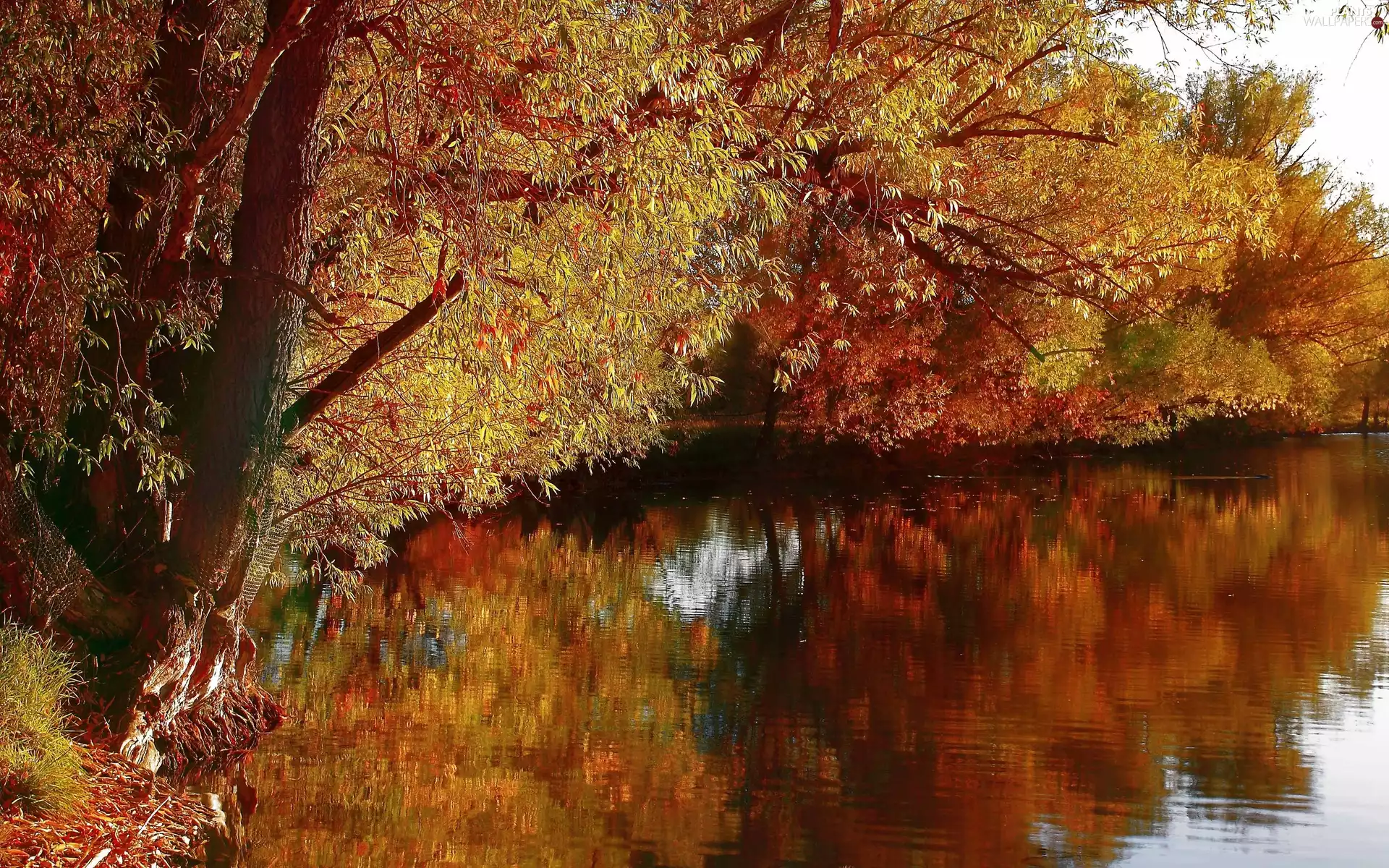 viewes, autumn, color, trees, River
