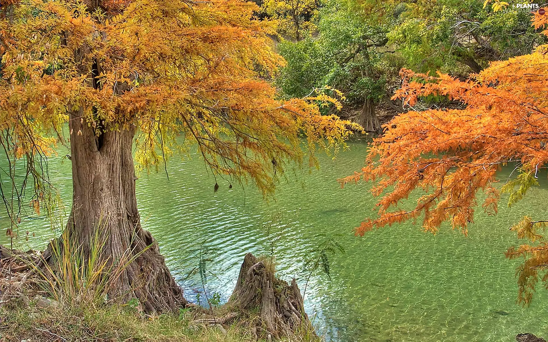 viewes, autumn, color, trees, River