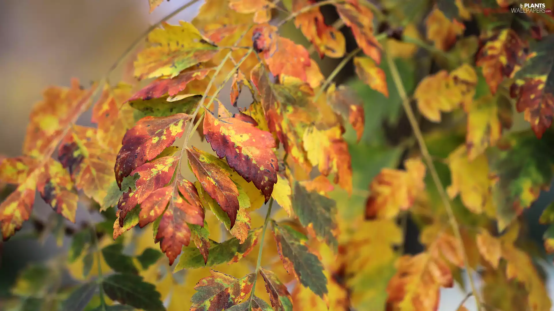 color, Leaf, Twigs, Autumn