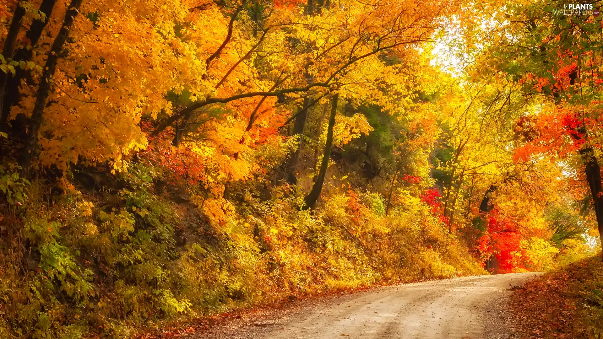 viewes, autumn, color, trees, Way