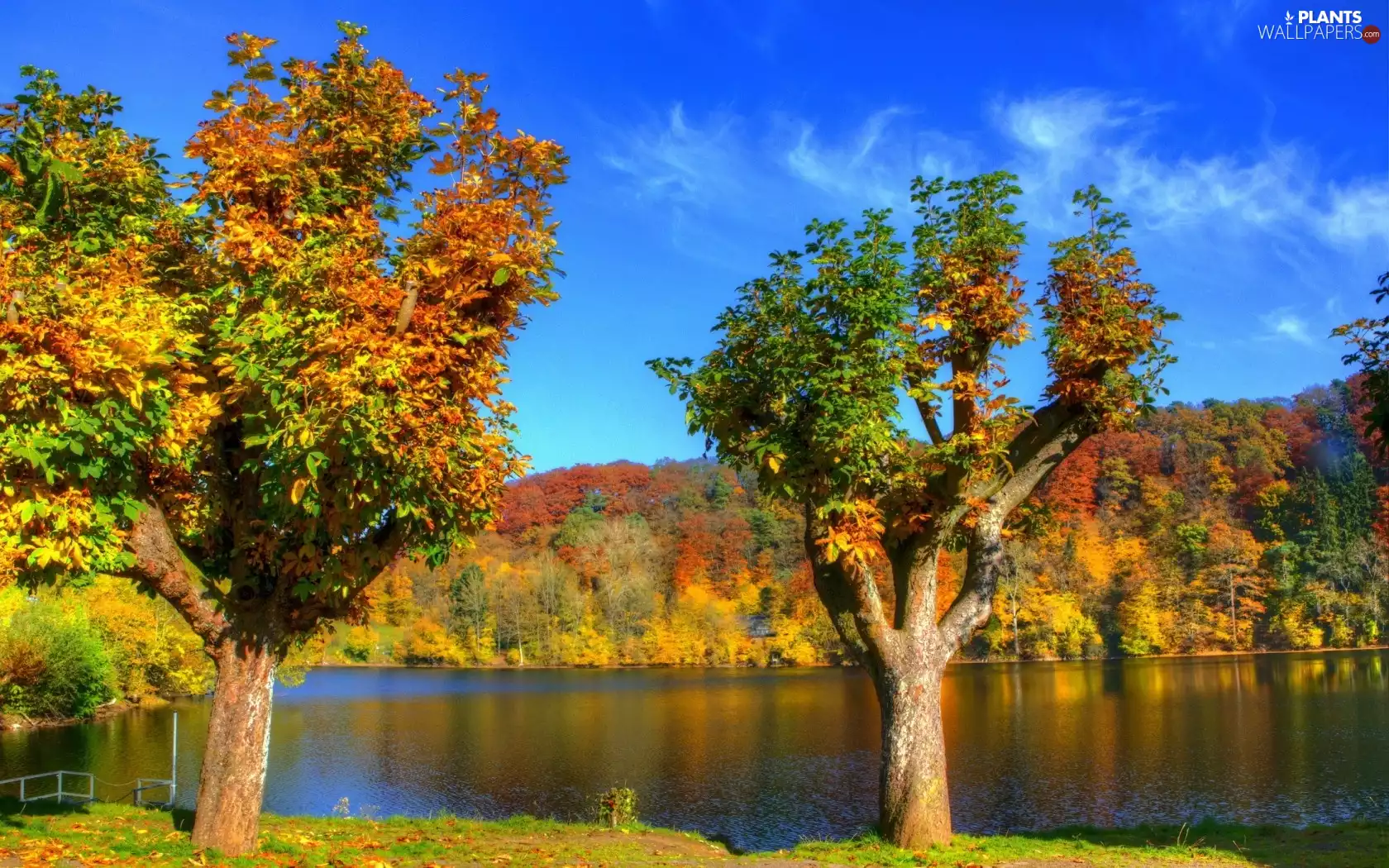 trees, lake, woods, autumn, viewes, color