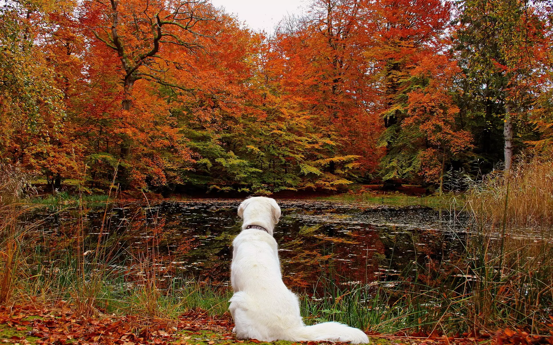 container, Park, Leaf, autumn, water, dog