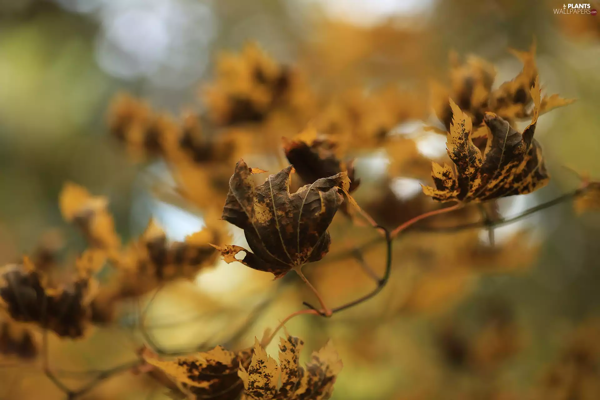 dry, Leaf, Twigs, Autumn