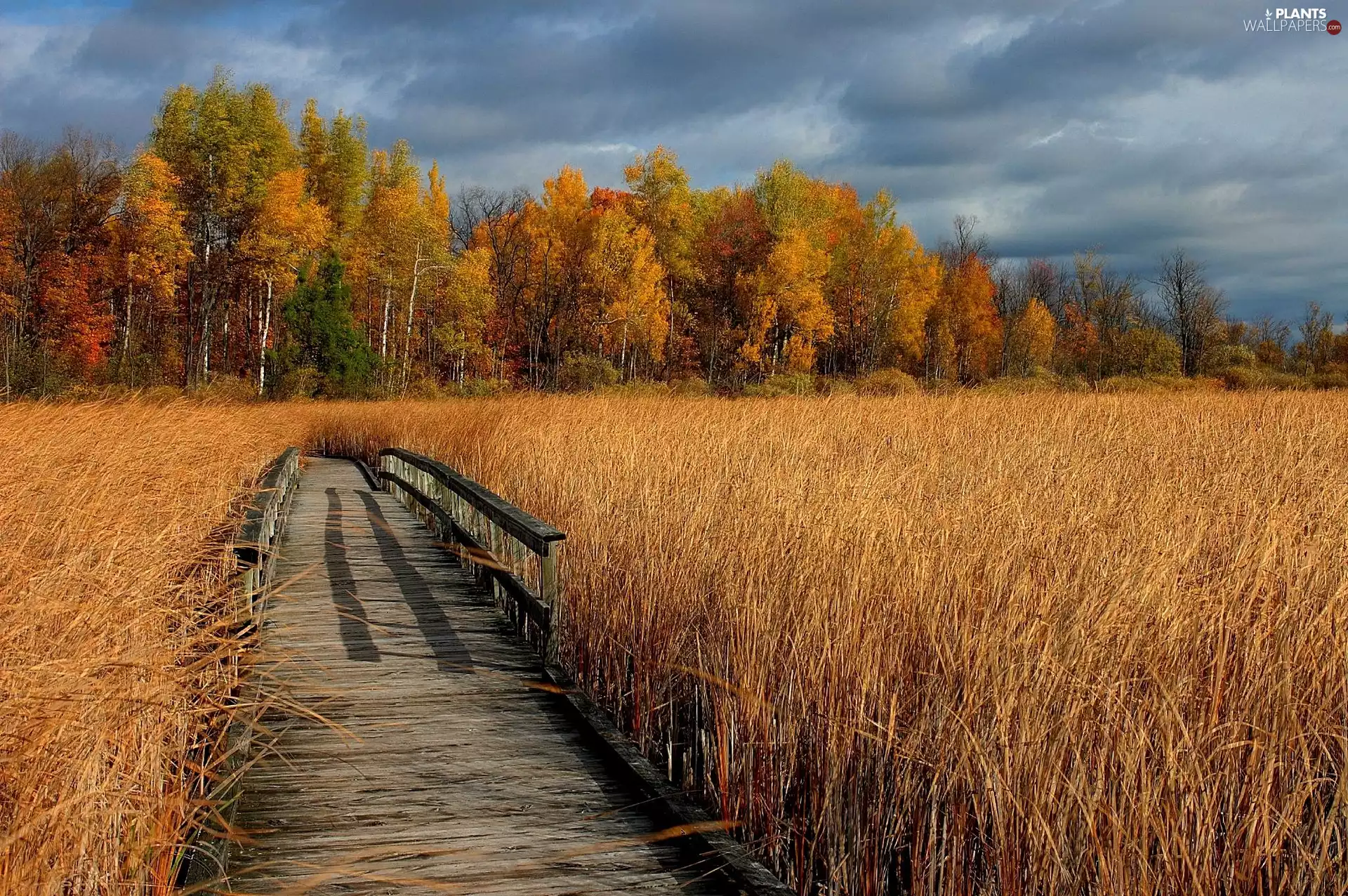 grass, Platform, viewes, autumn, trees, dry