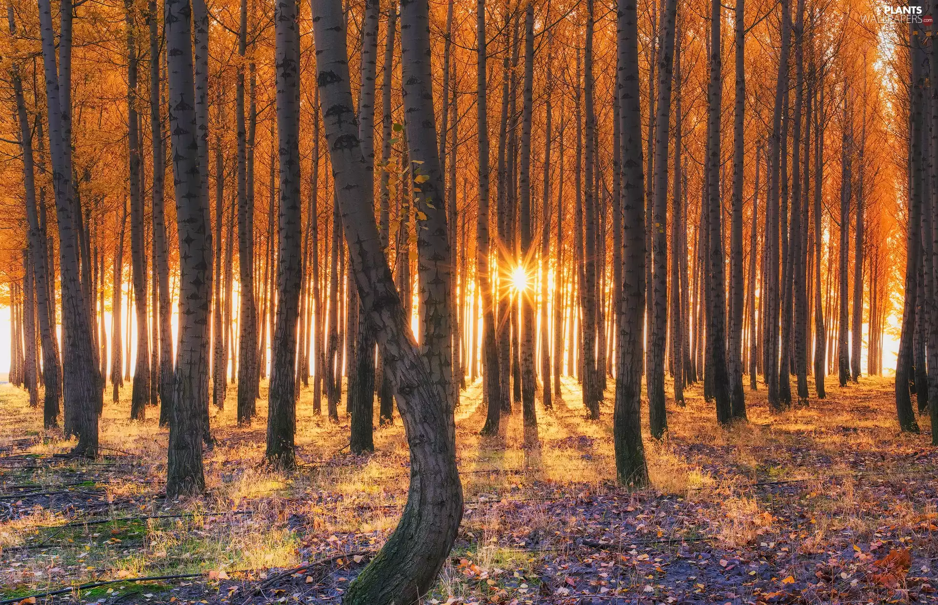 Poplars Pacific Albus, State of Oregon, autumn, Boardman Tree Farm Forest School, The United States, forest, light breaking through sky