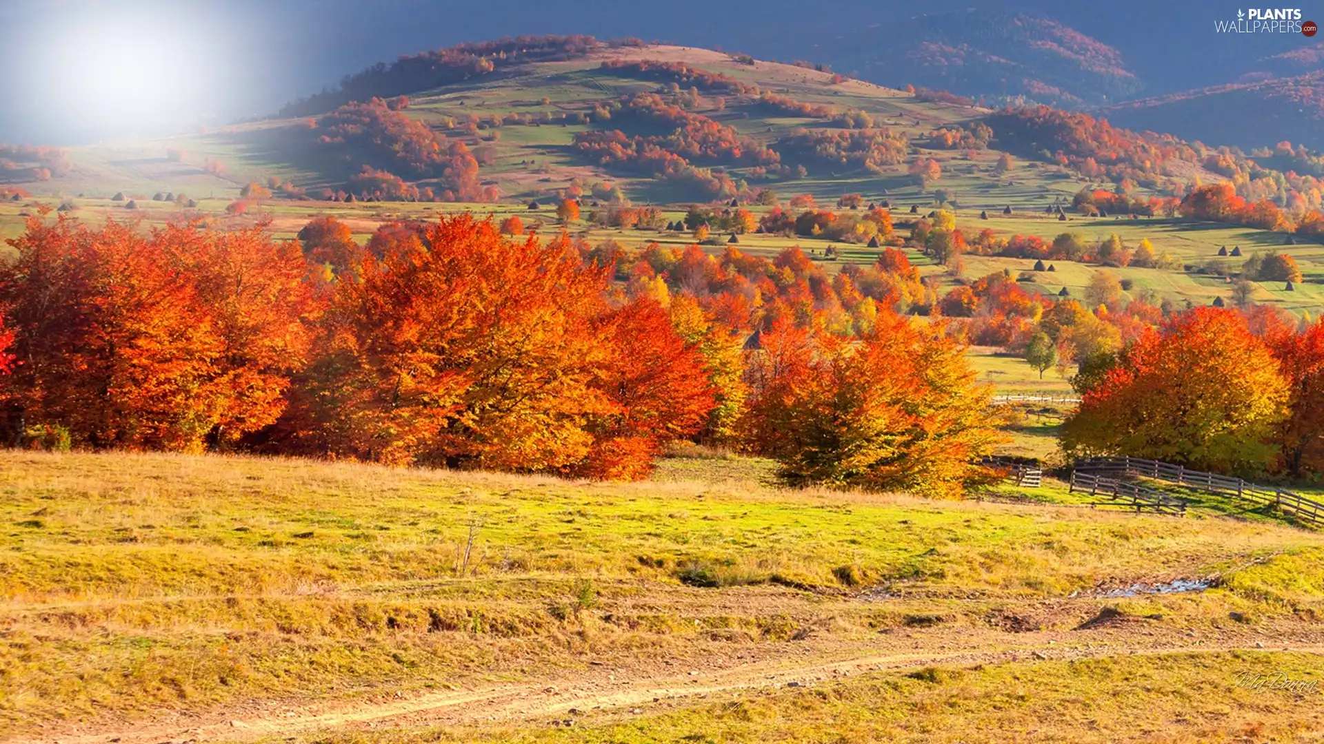 viewes, autumn, field, trees, Mountains