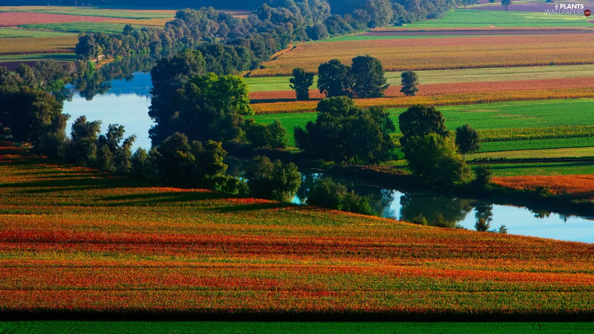 viewes, autumn, field, trees, River