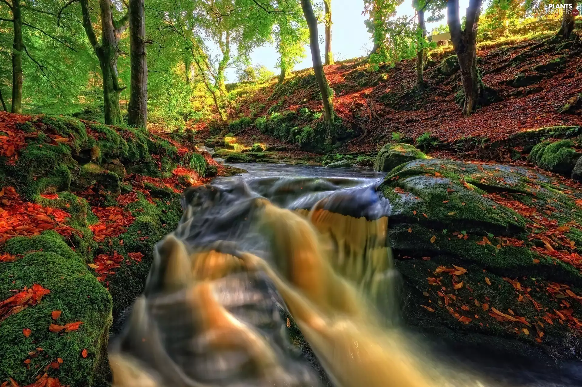 autumn, forest, flux