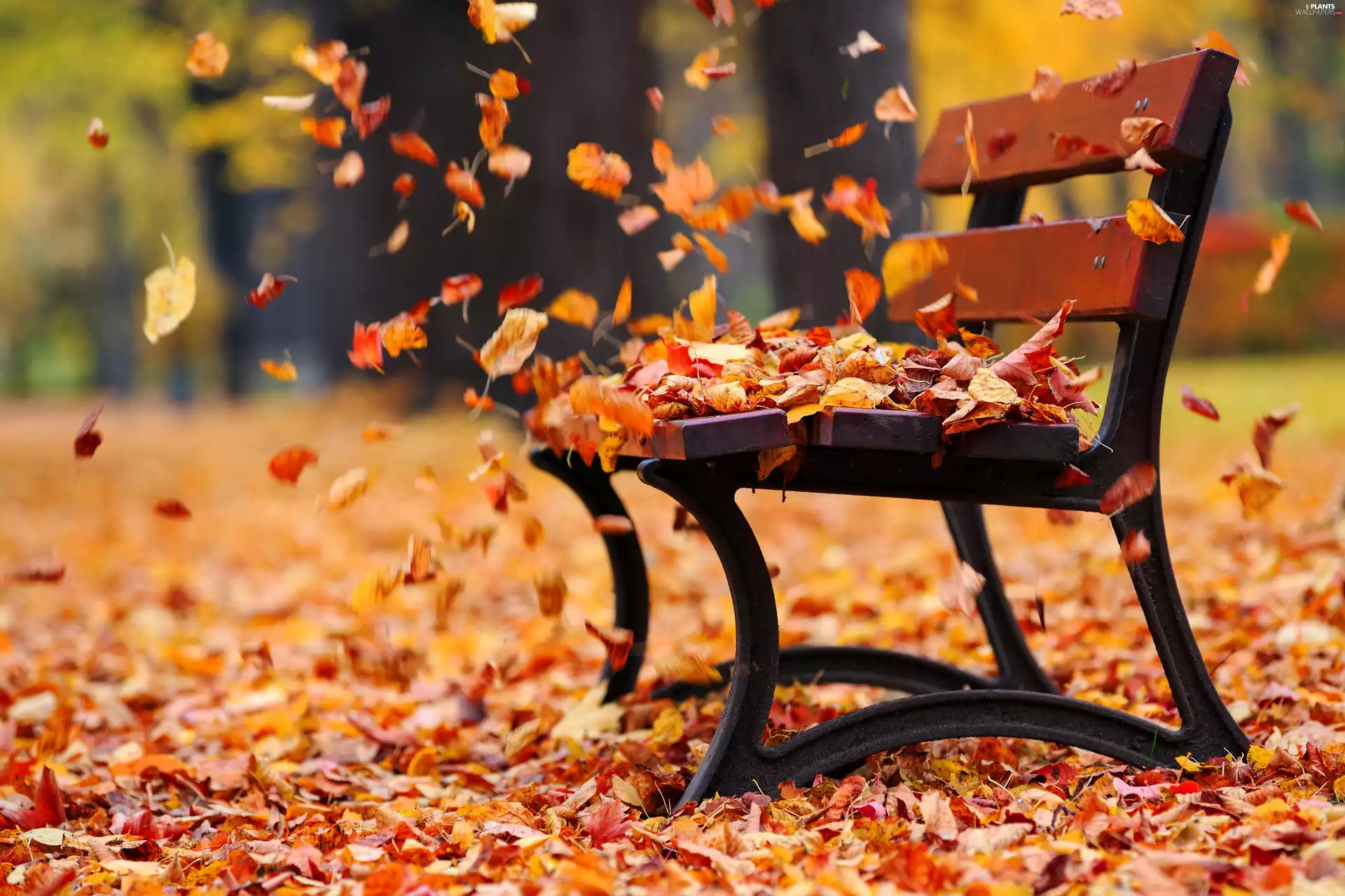 Wind, autumn, flying, Leaf, Bench