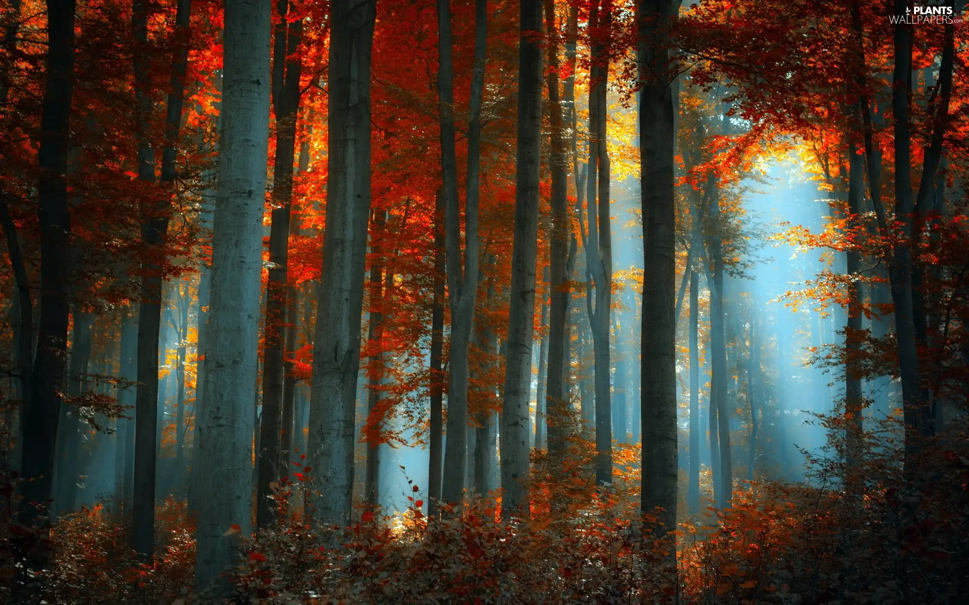autumn, forest, Fog
