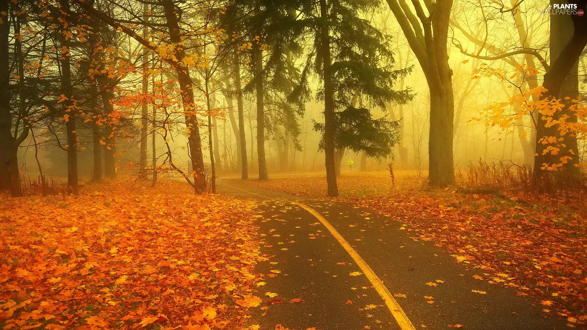 Leaf, autumn, Fog, lane, Park