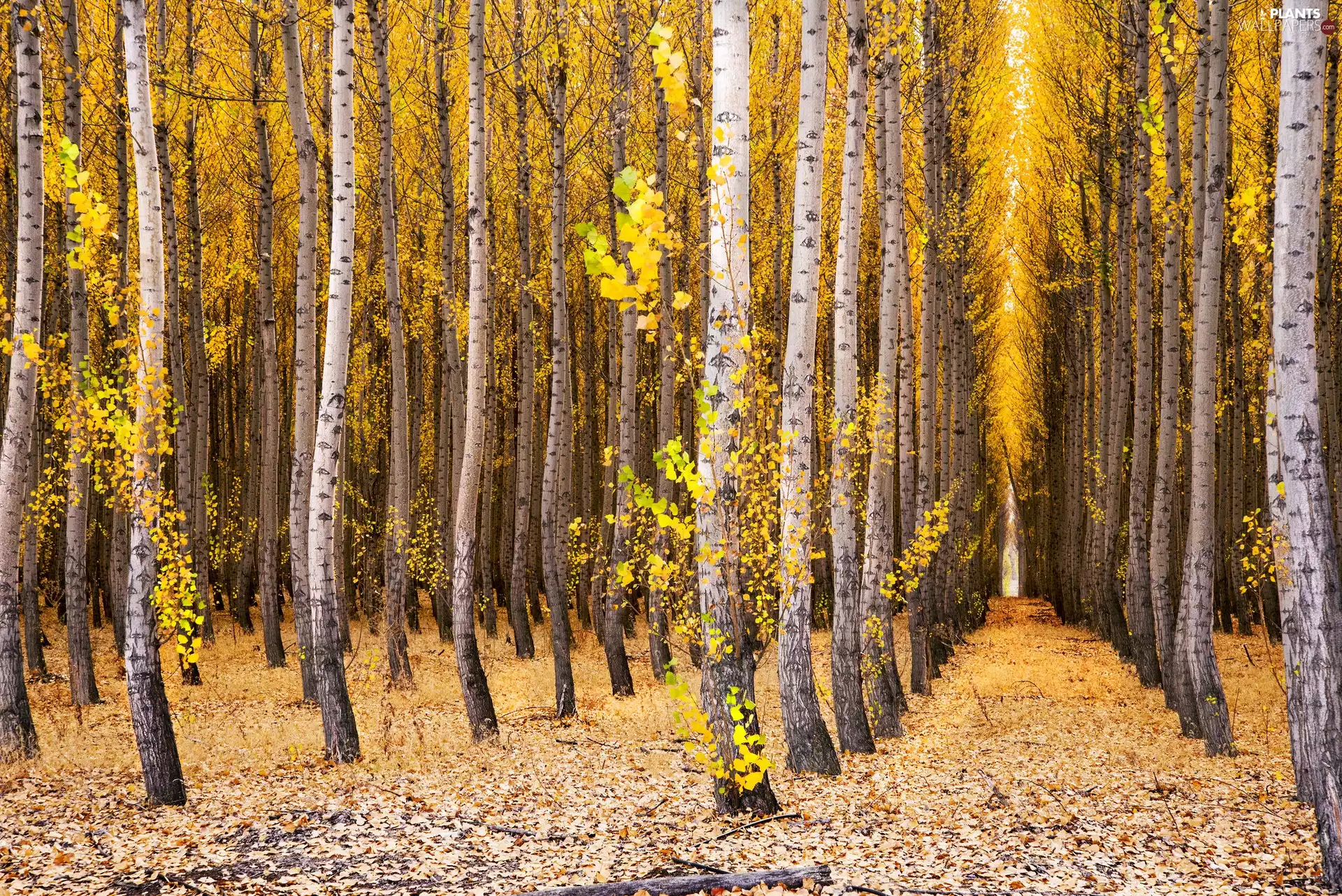forest, Common Aspen, autumn