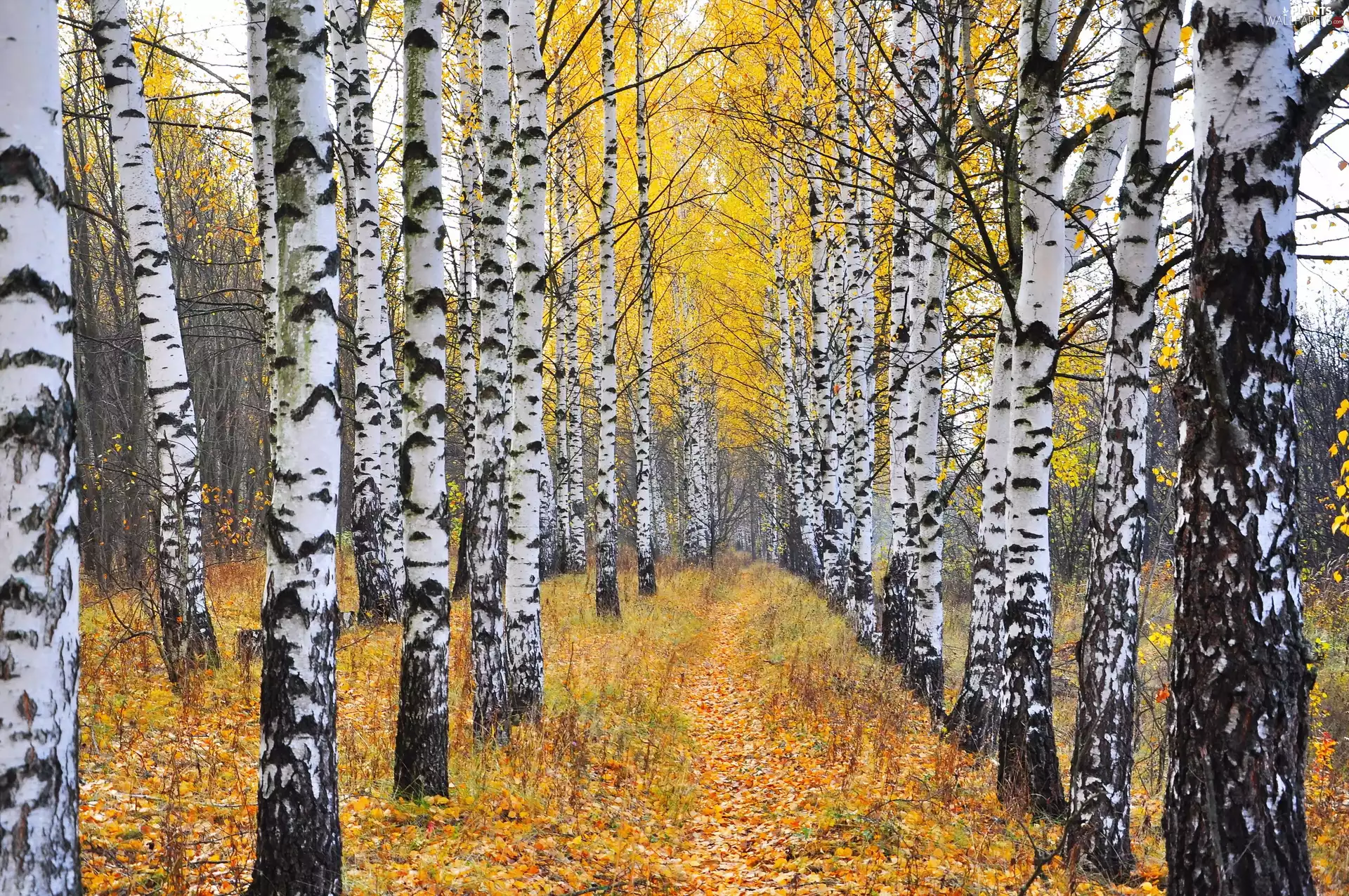 autumn, birch, forest