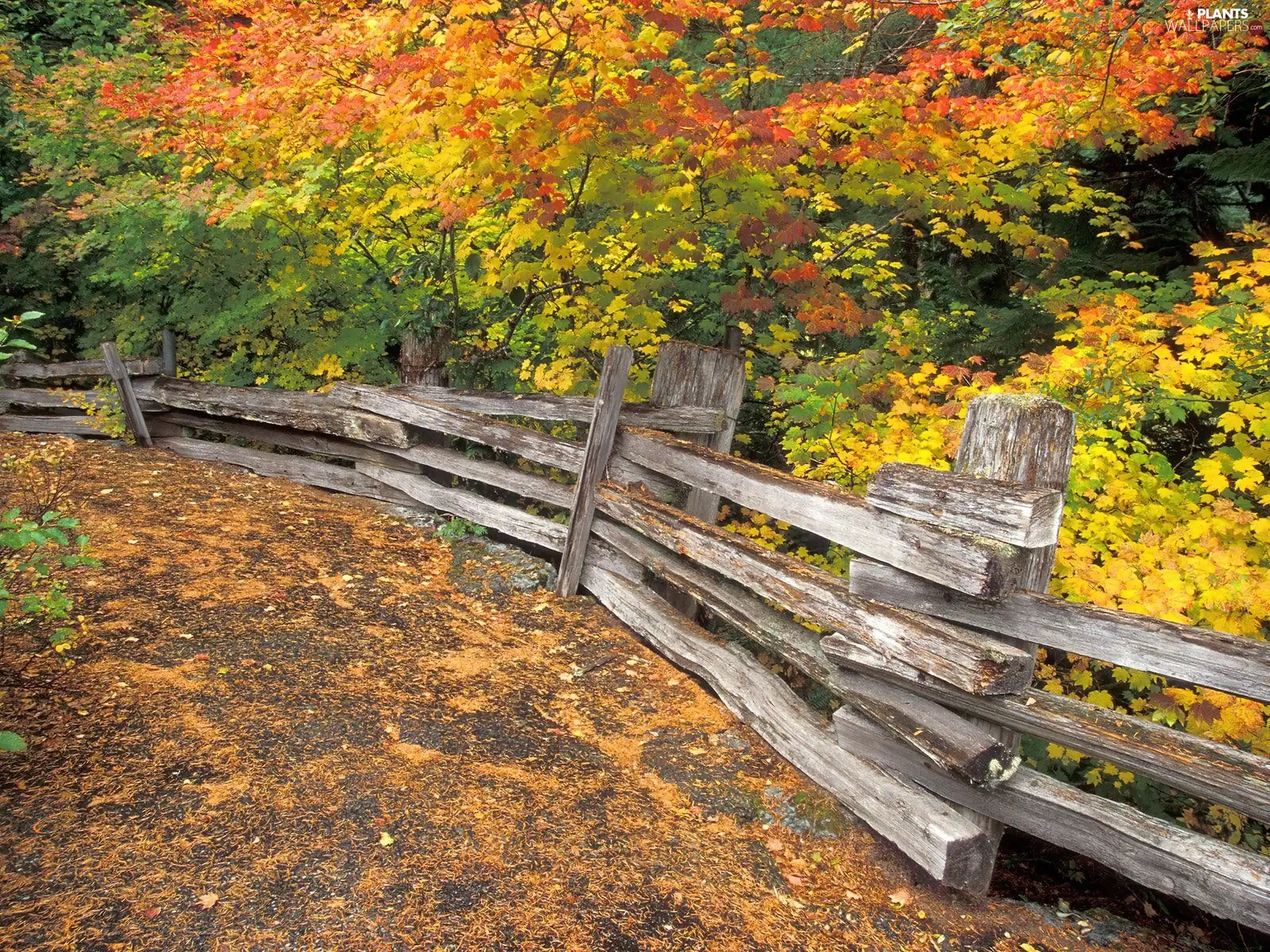 autumn, Fance, forest