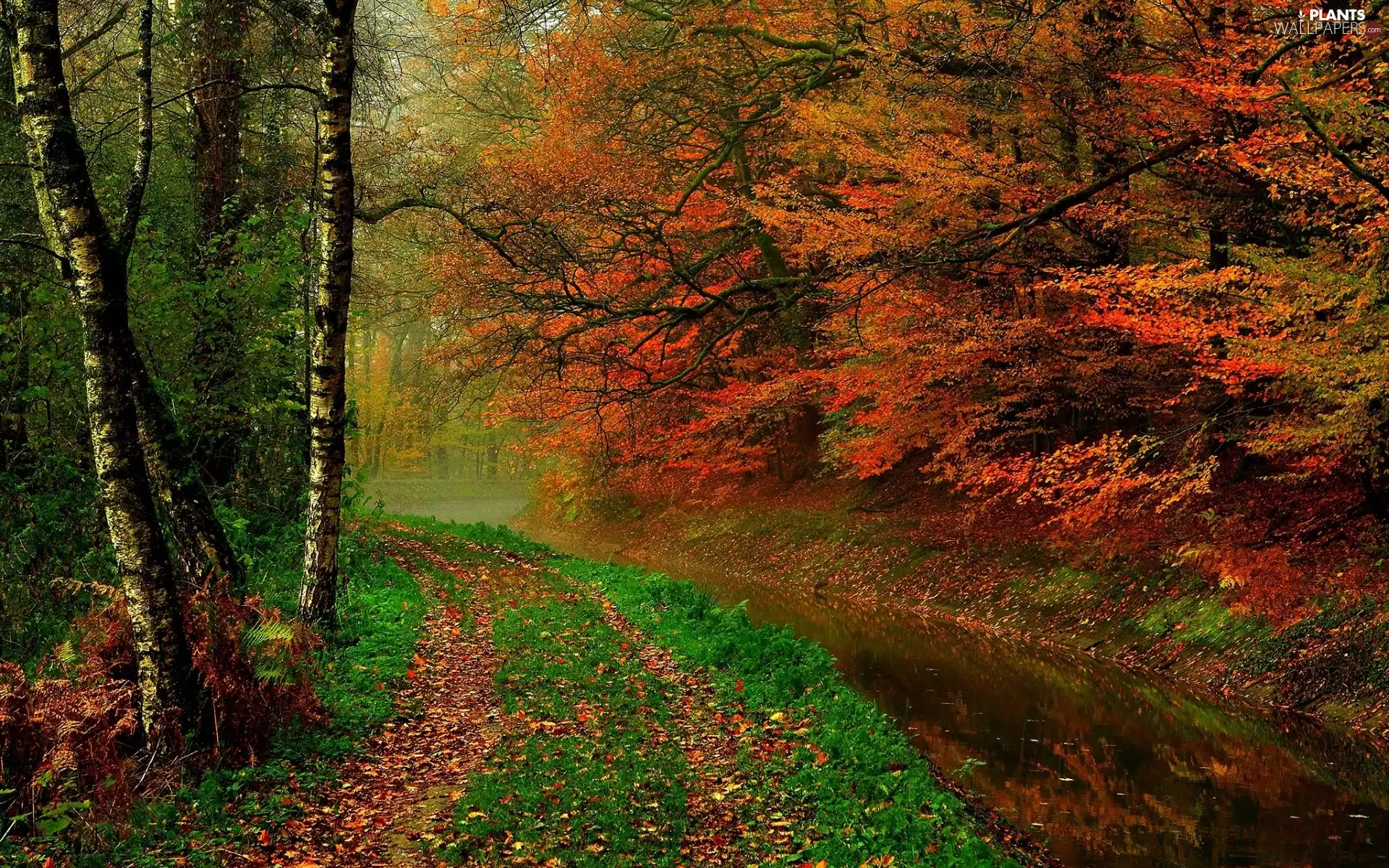 birch, River, Fog, autumn, Leaf, forest