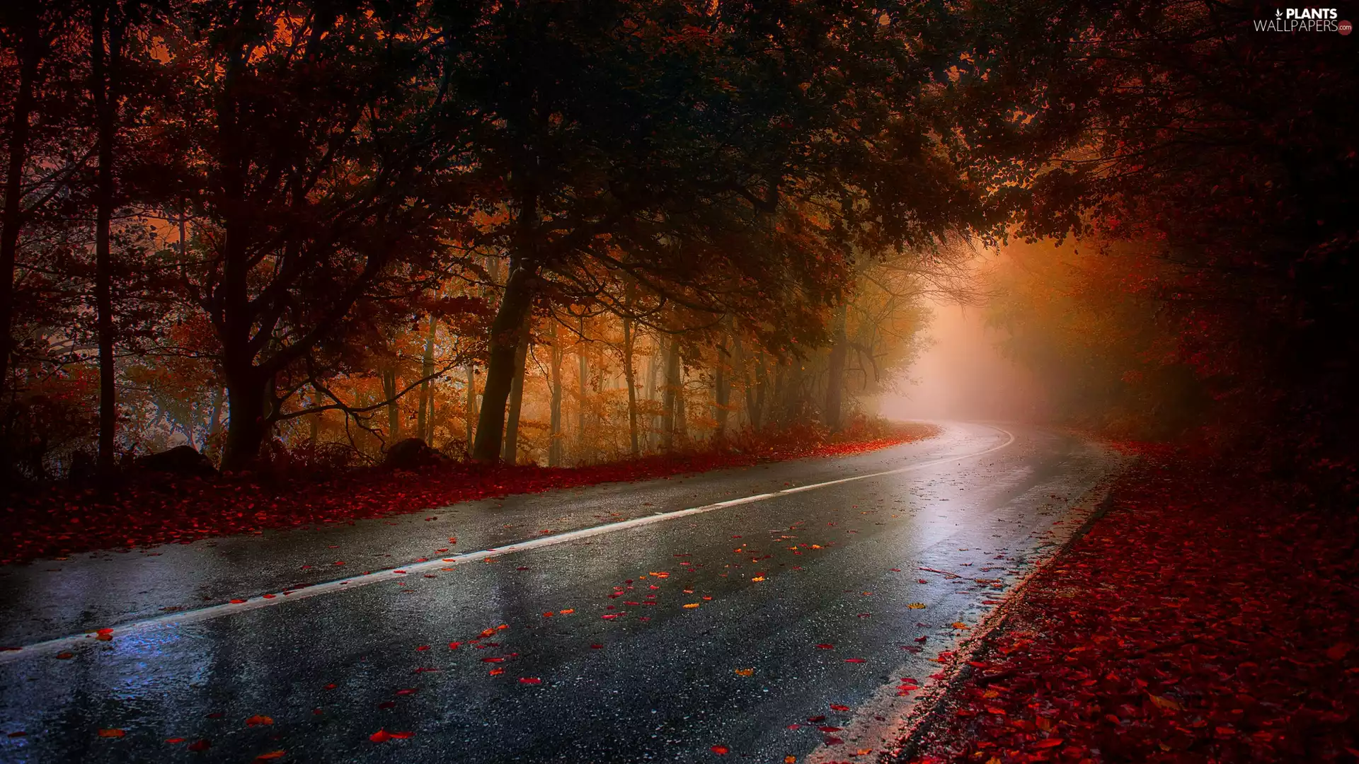 trees, Way, Fog, autumn, viewes, forest