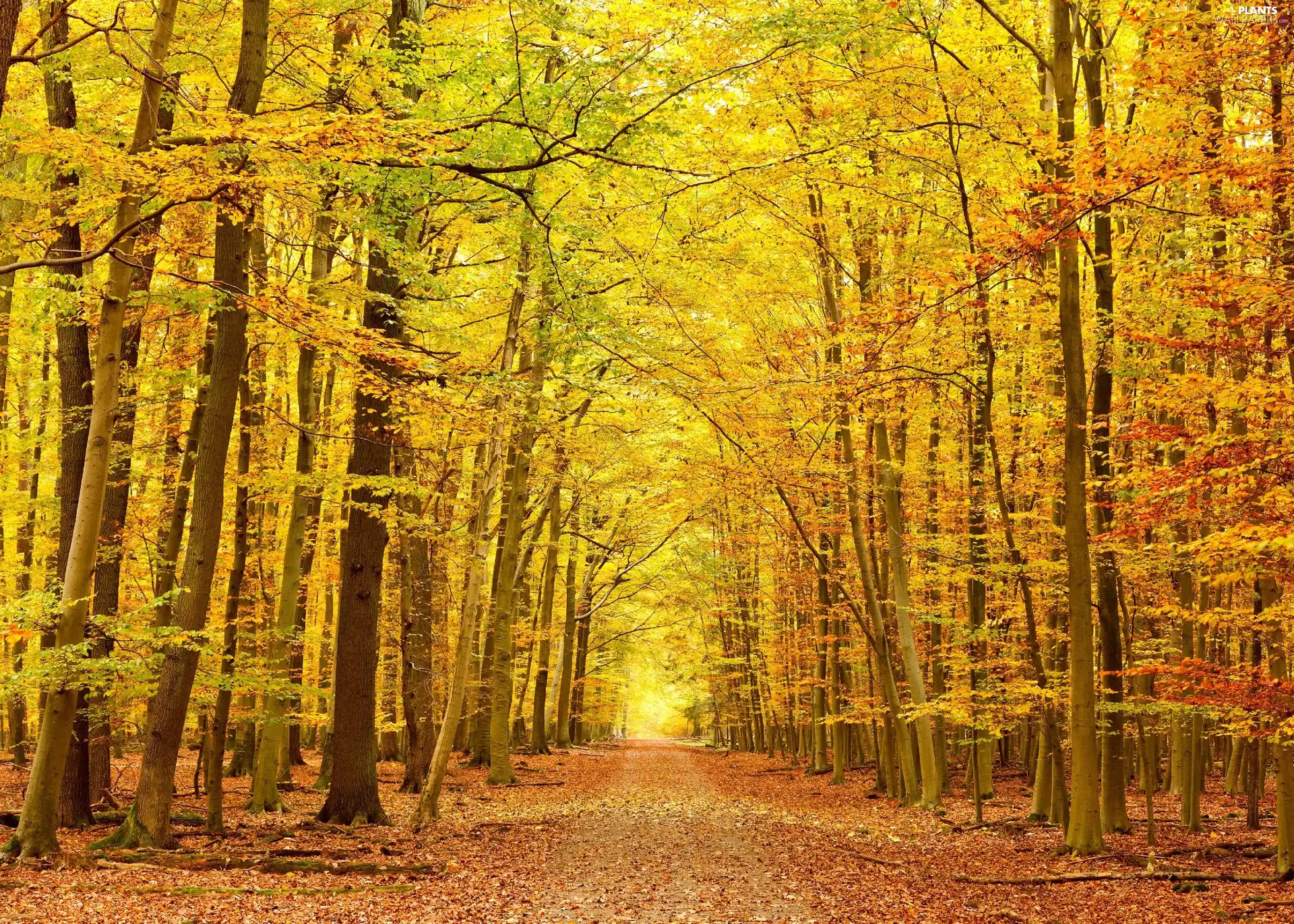 forest, Leaf, autumn, Way