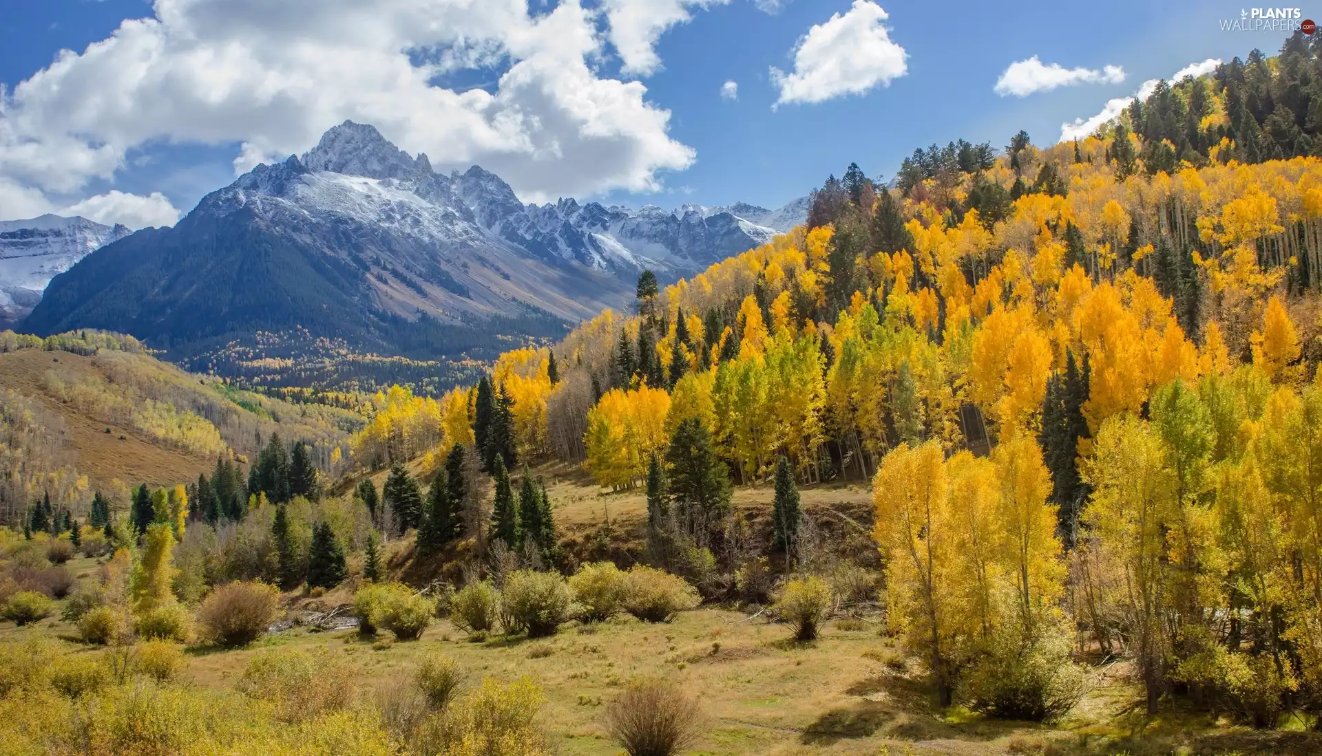 viewes, autumn, forest, trees, Mountains