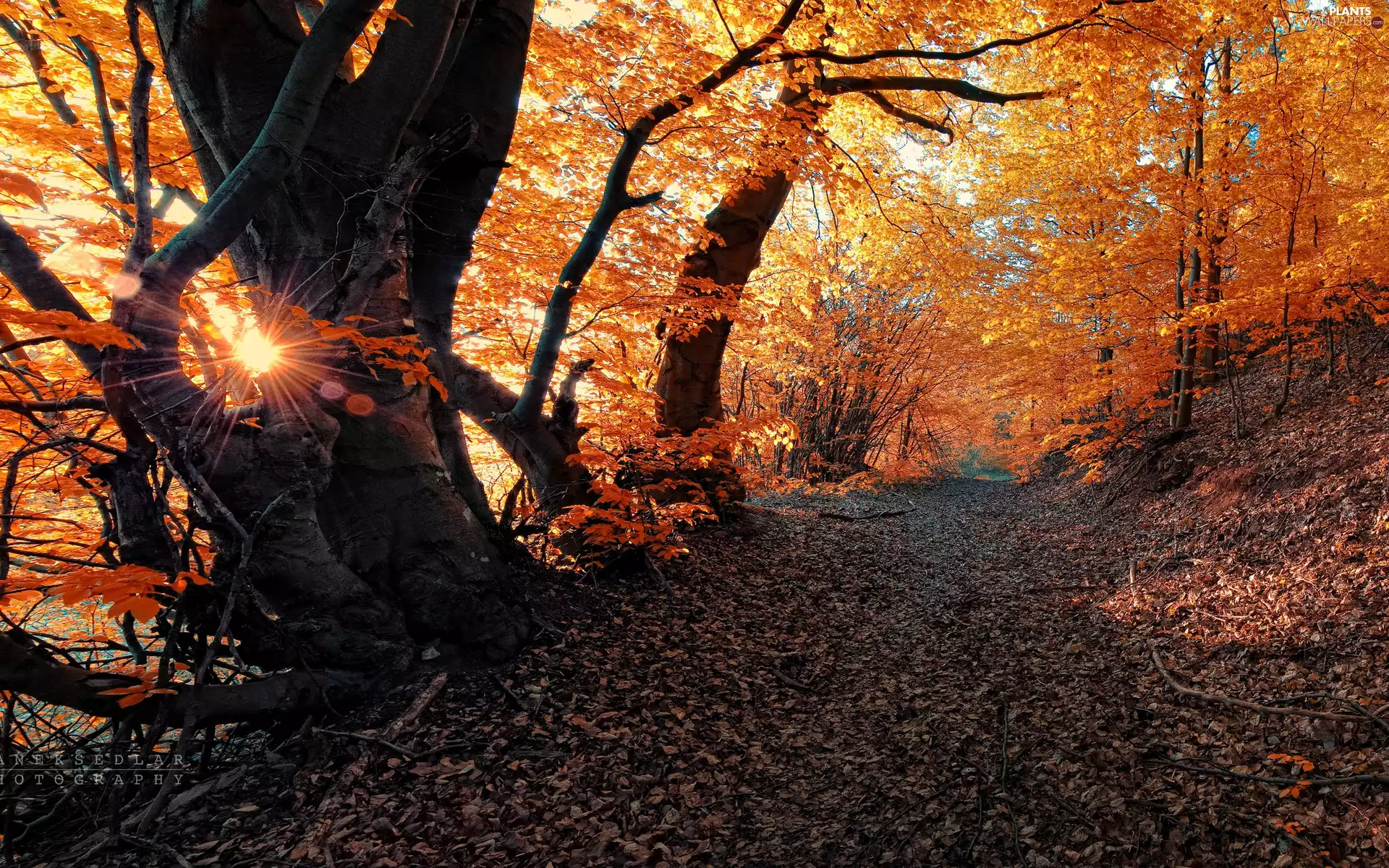 forest, Leaf, River, Autumn
