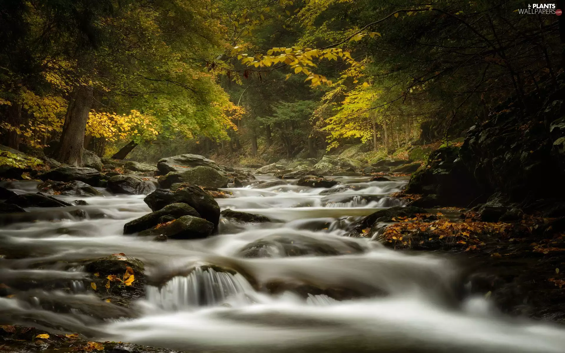 Leaf, autumn, forest, Stones, River