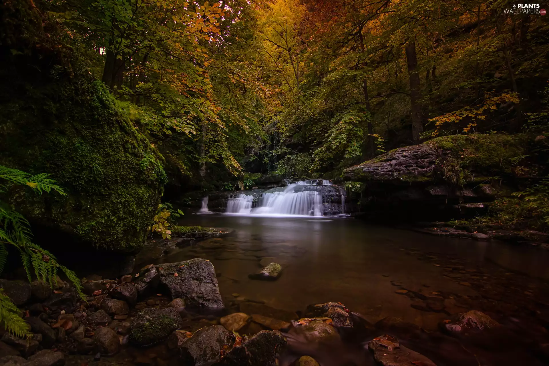 trees, River, rocks, autumn, viewes, forest