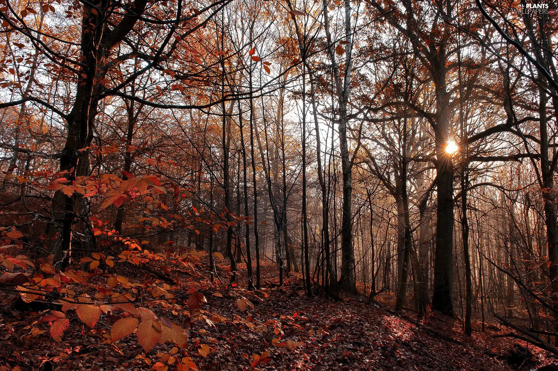 forest, sun, autumn, rays