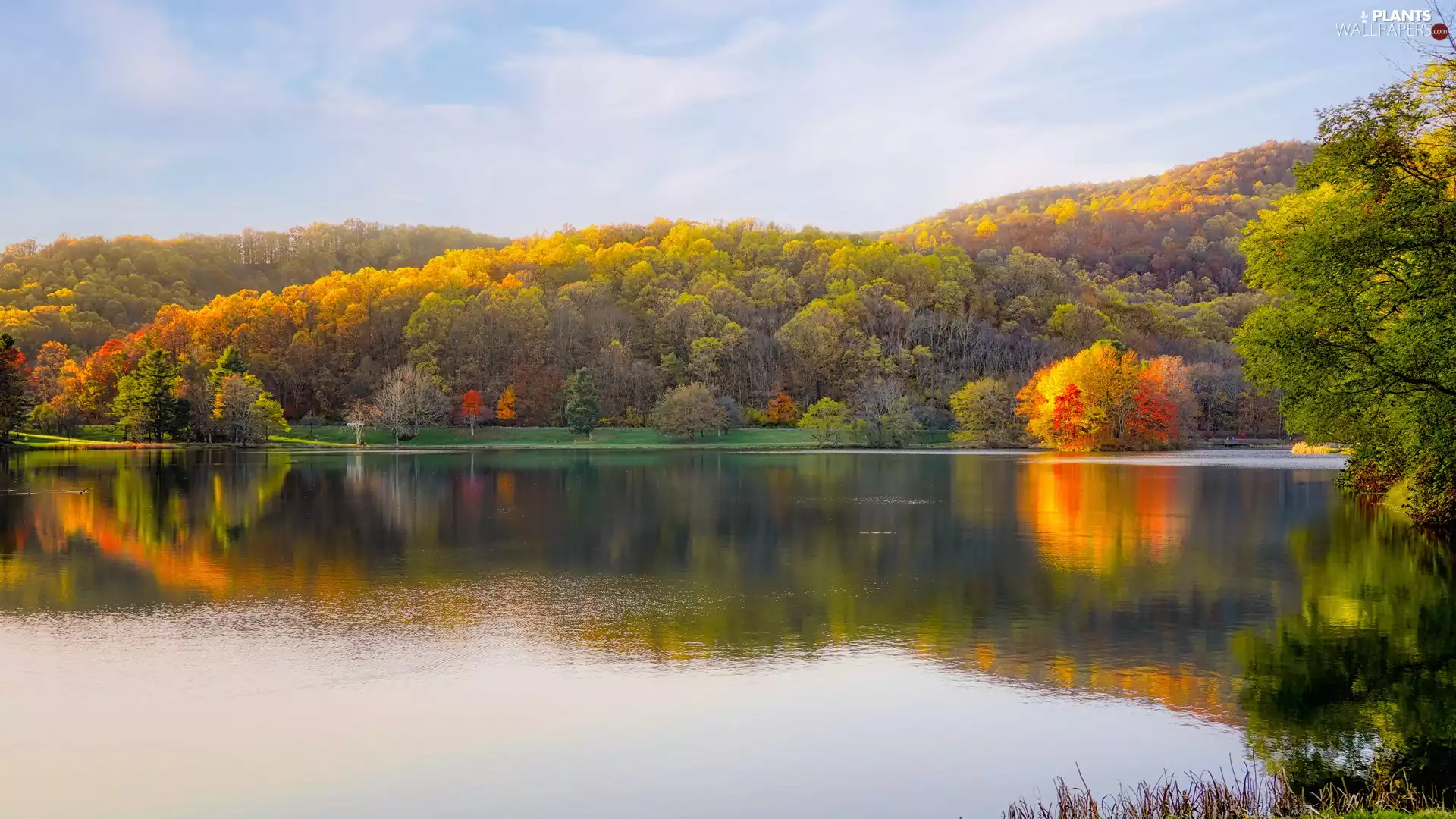 color, lake, viewes, autumn, trees, forest