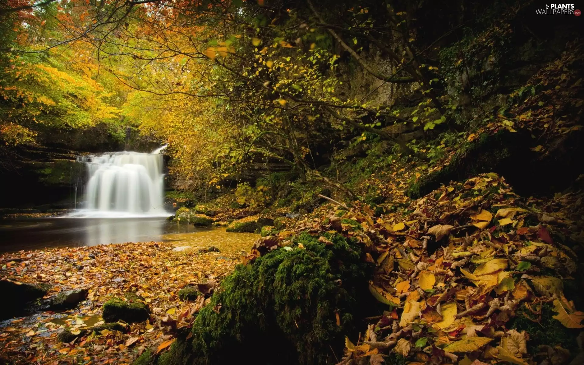 Leaf, autumn, forest, Stones, waterfall
