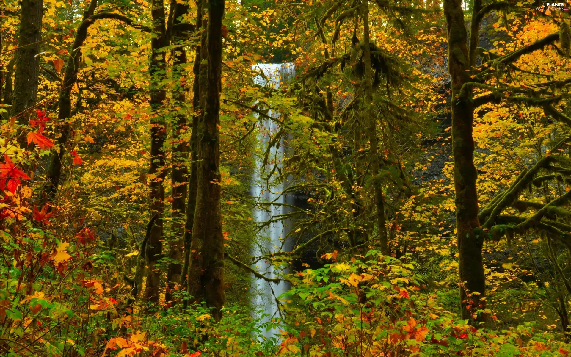 autumn, waterfall, forest
