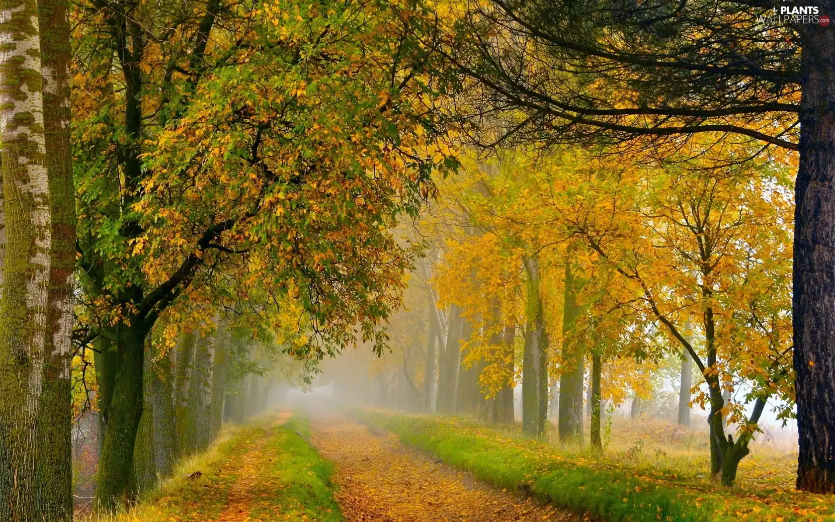 Fog, autumn, forest, Leaf, Way
