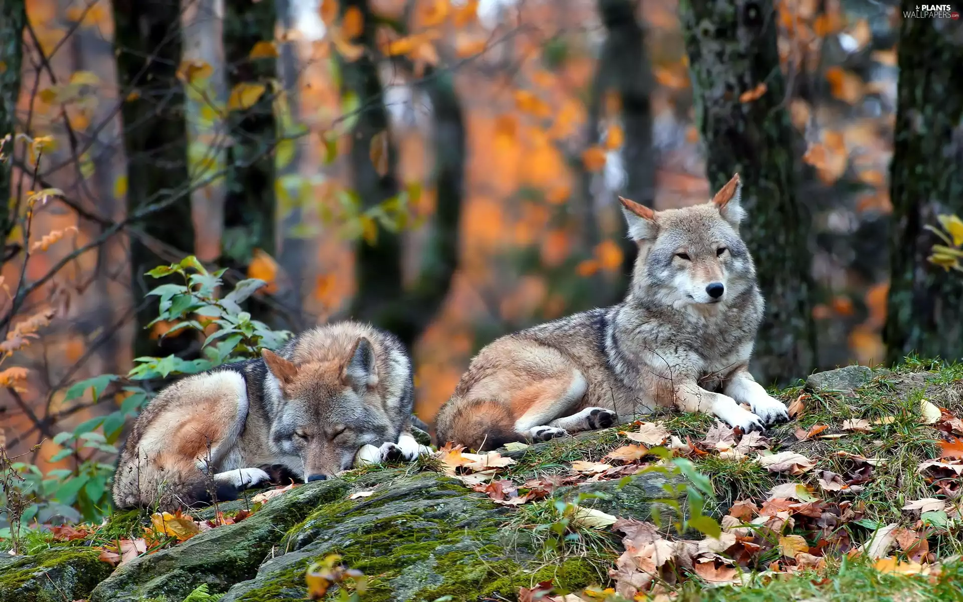 autumn, wolves, forest
