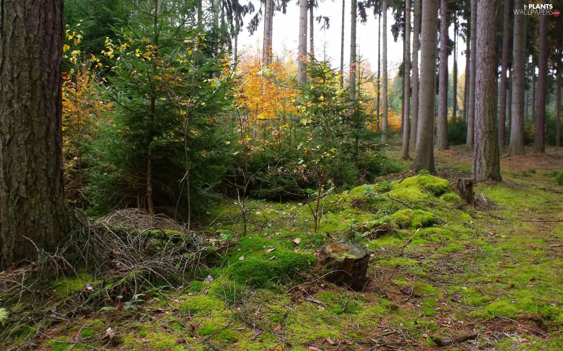 forest, Autumn