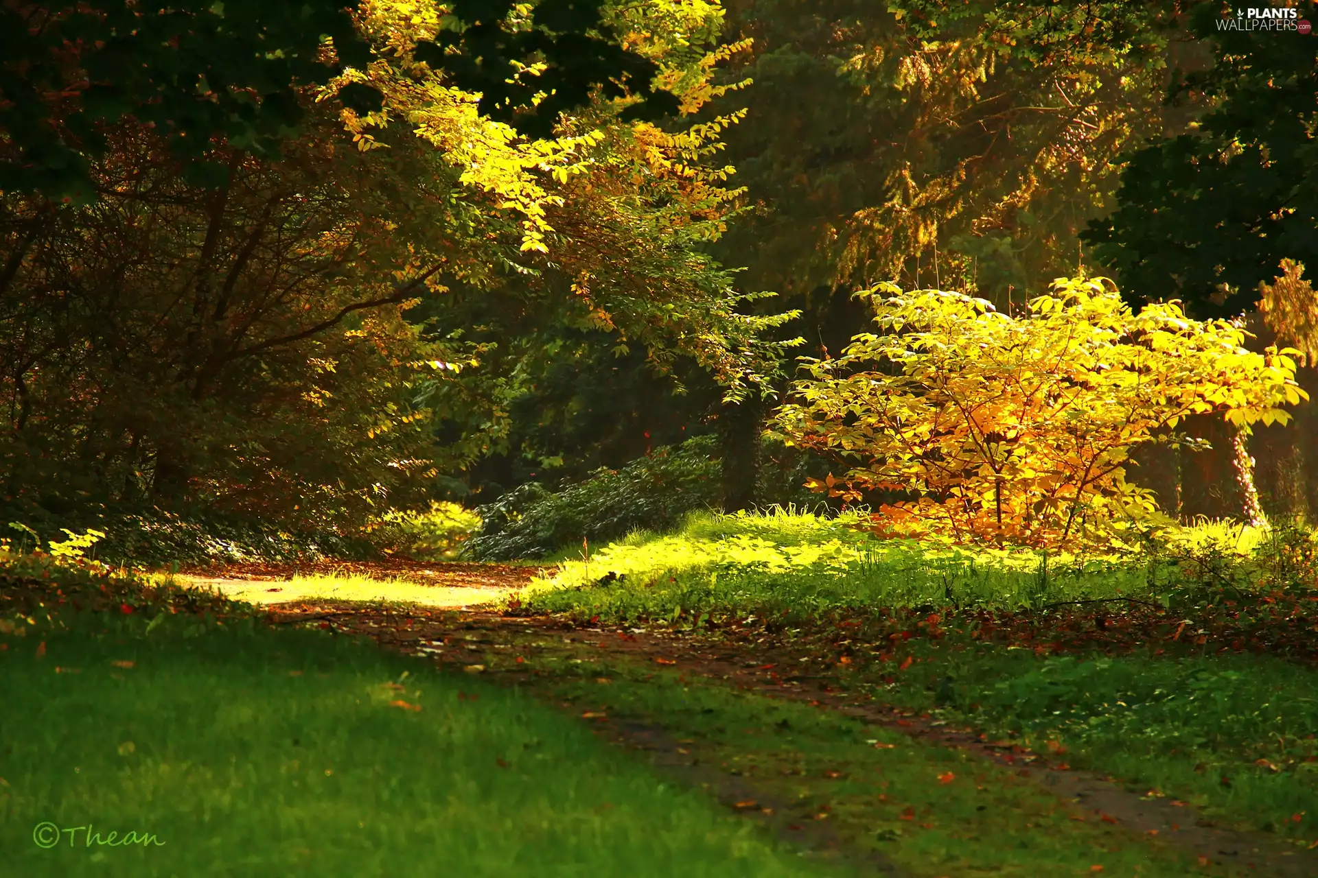 viewes, autumn, Garden, trees, Path