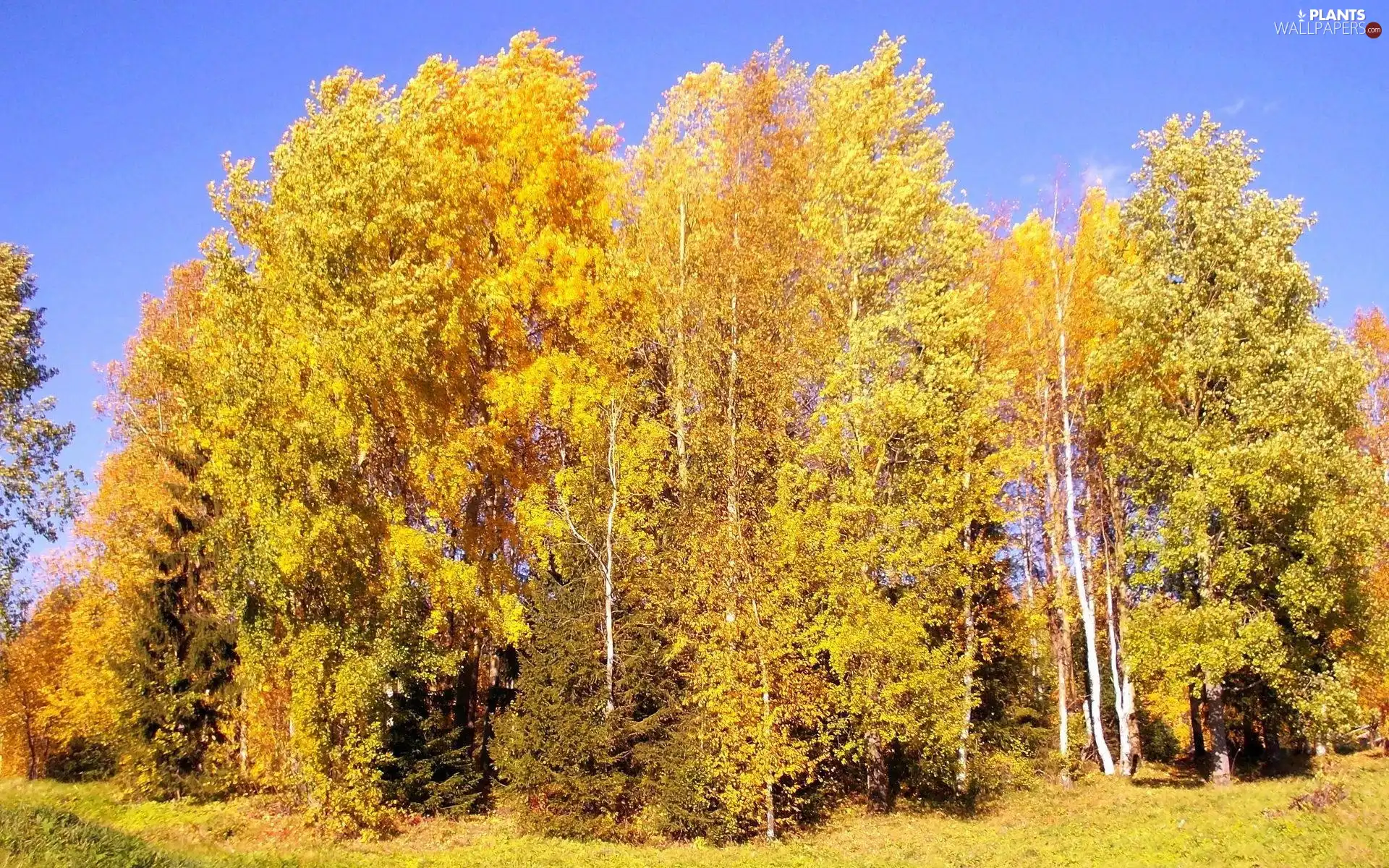 high, viewes, autumn, trees