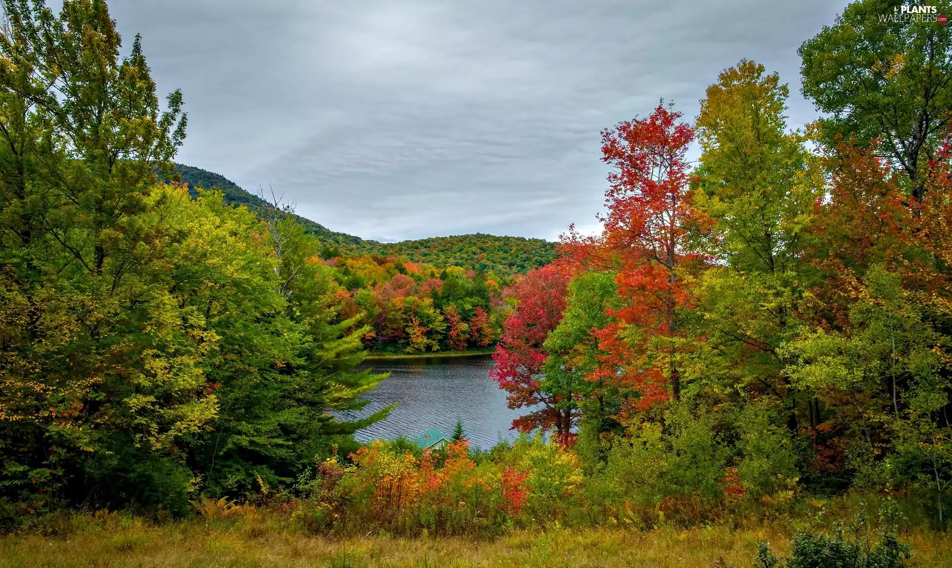 color, The Hills, viewes, woods, River, trees, autumn