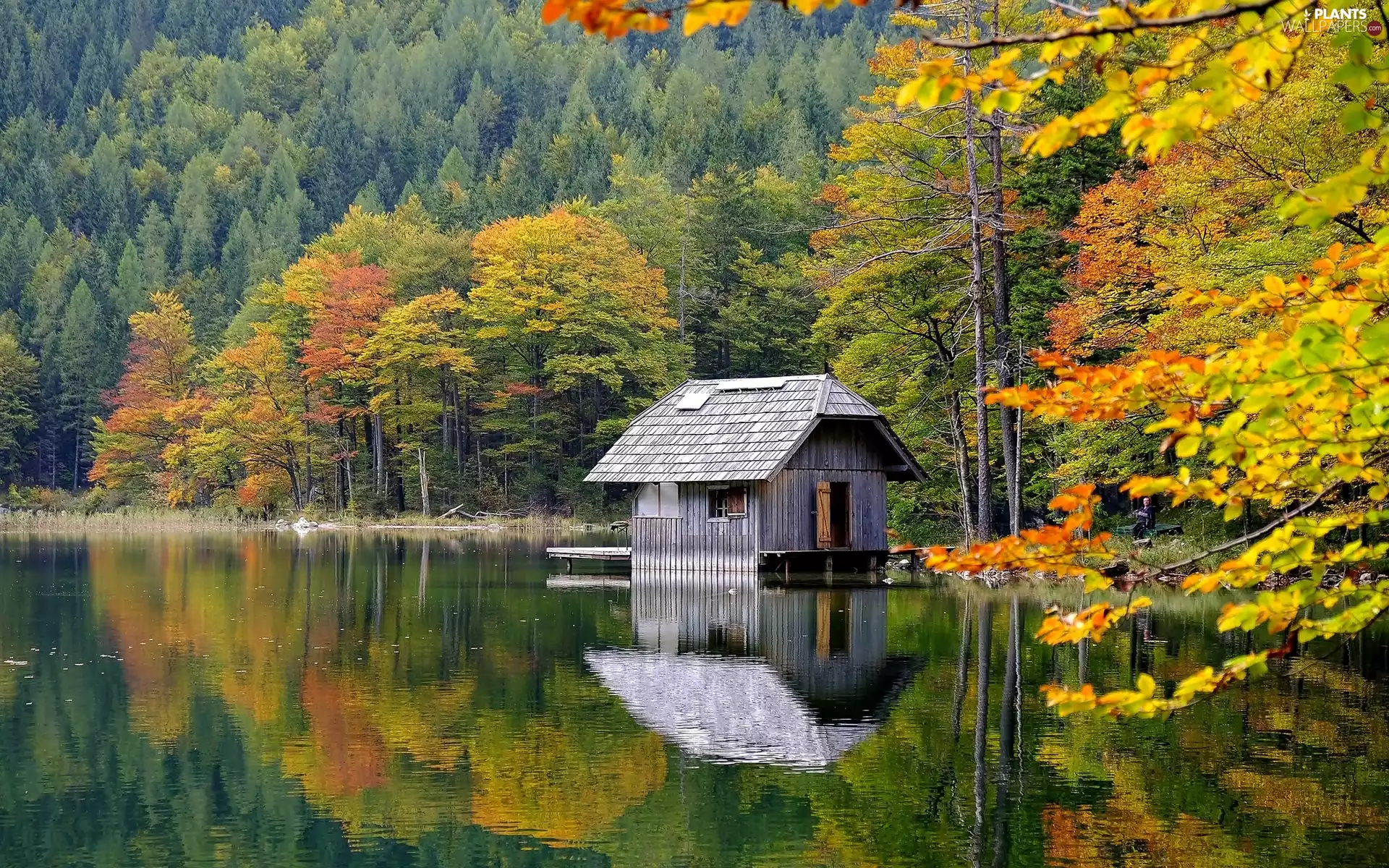 trees, lake, forest, autumn, viewes, Home