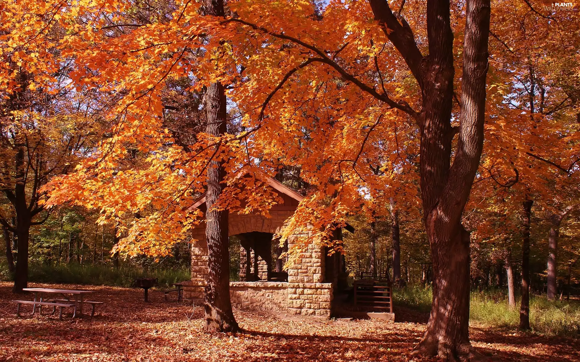 Leaf, autumn, Home, bench, Park