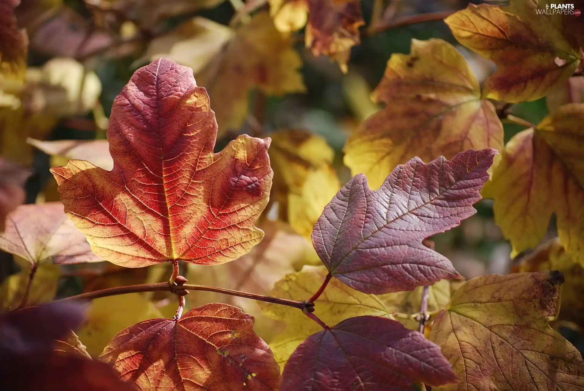 Autumn, Leaf, Hortense