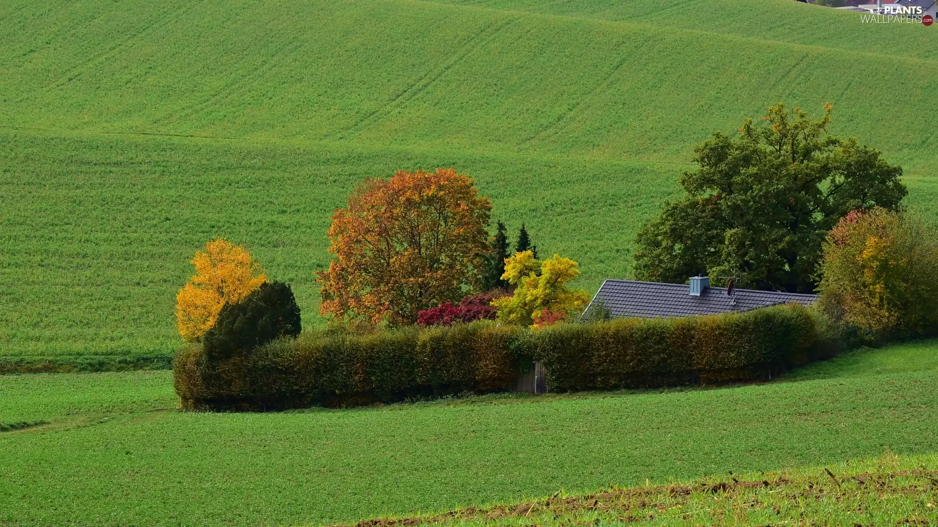 viewes, autumn, house, trees, field