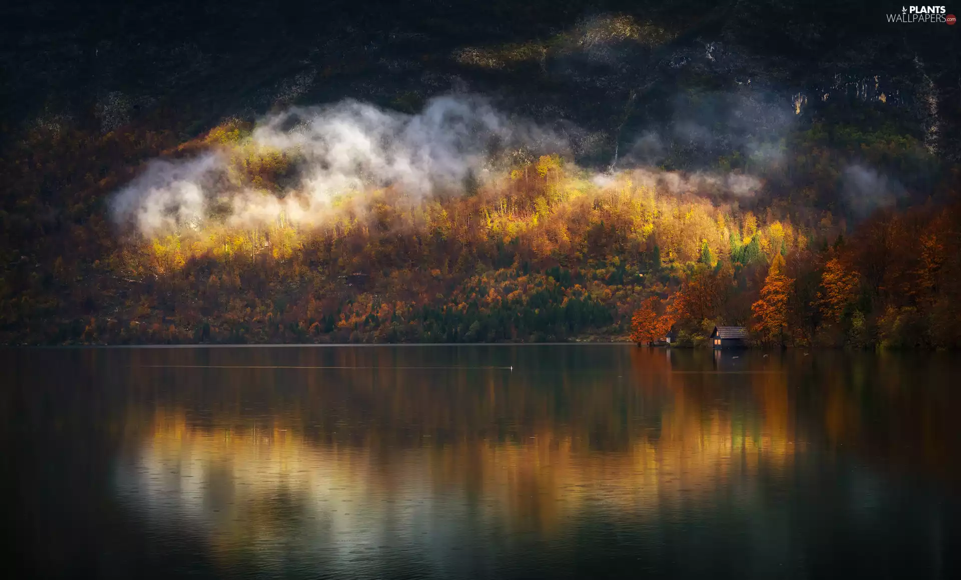 trees, lake, Fog, autumn, viewes, house