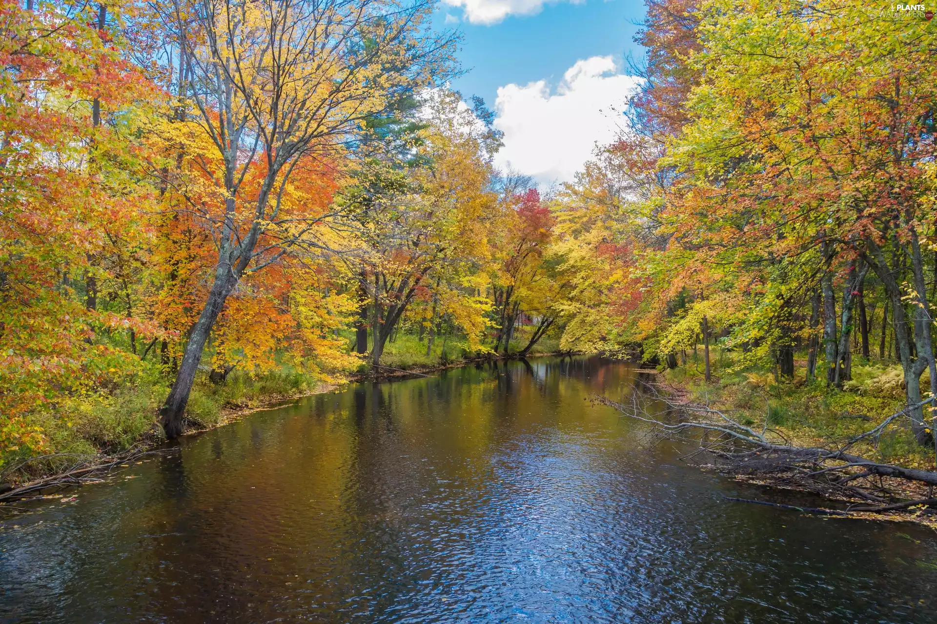 viewes, autumn, inclined, trees, River