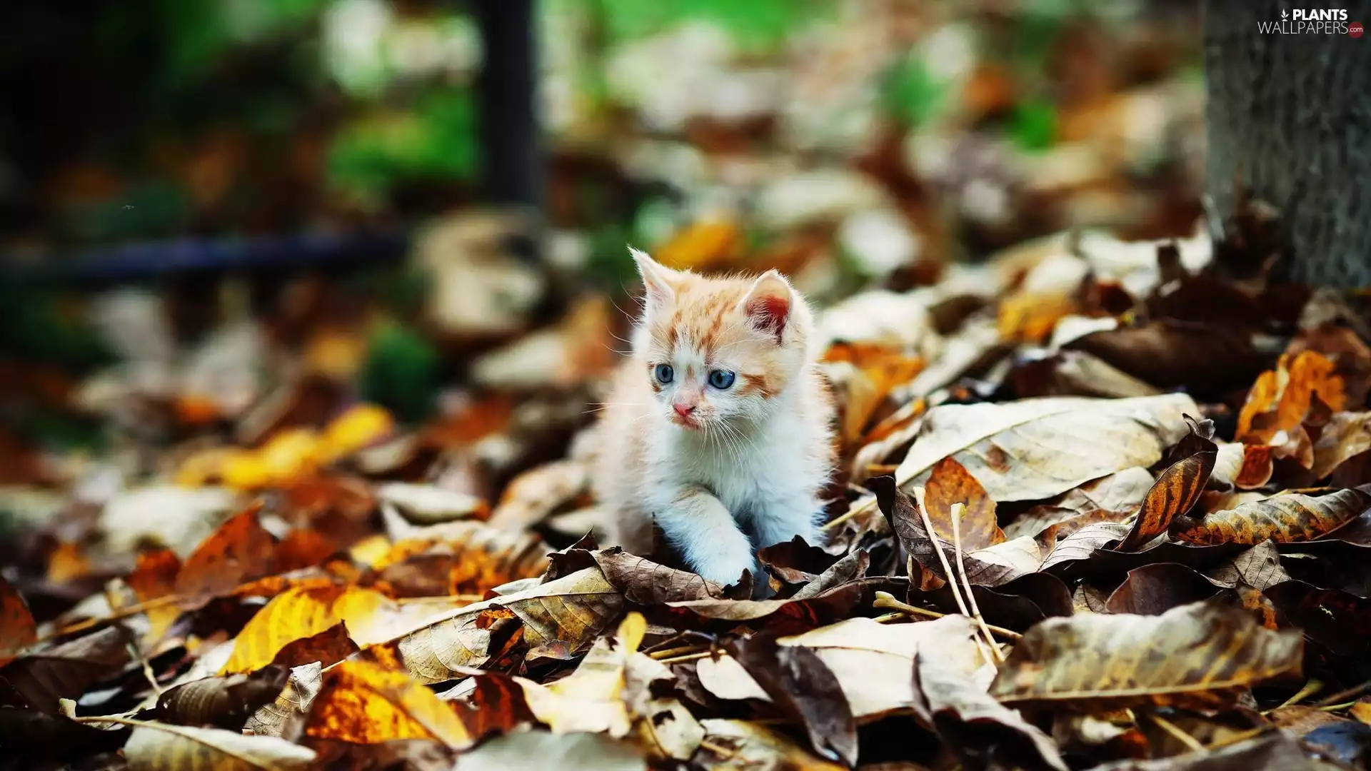 forest, autumn, kitten, Leaf, honeyed
