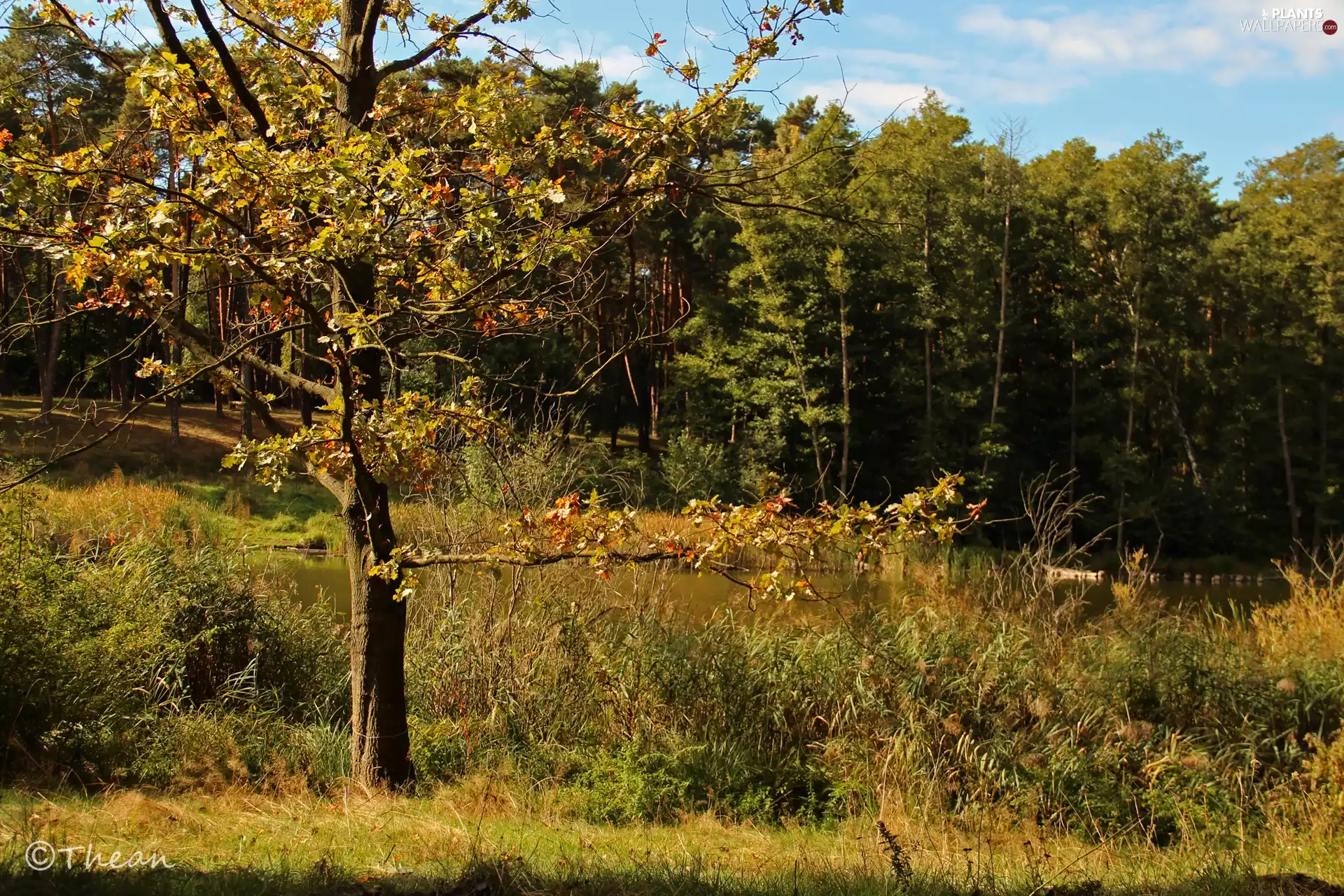 trees, forest, grass, autumn, viewes, lake